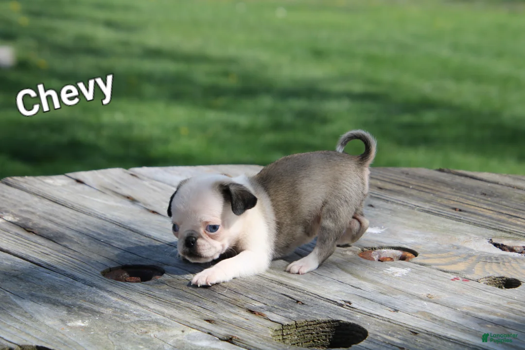 Pug dogs for sale: Chevy - Ad 2