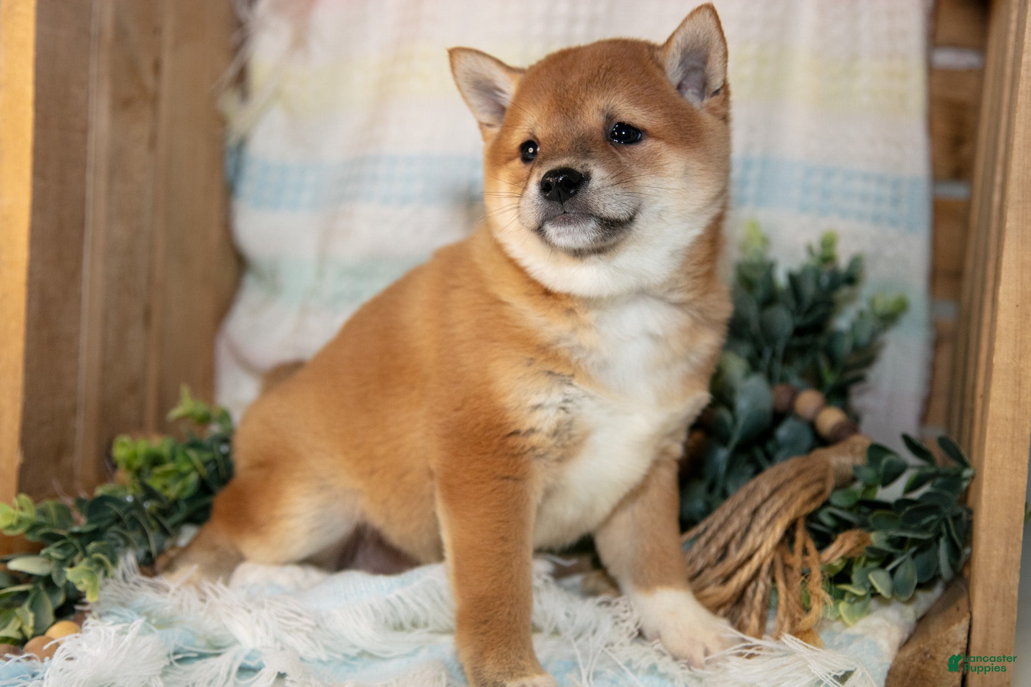 Shiba Inu dogs Lulu - Ad 2