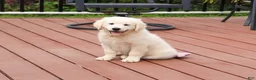 Golden Retriever dogs for sale: Cecily - Ad 10
