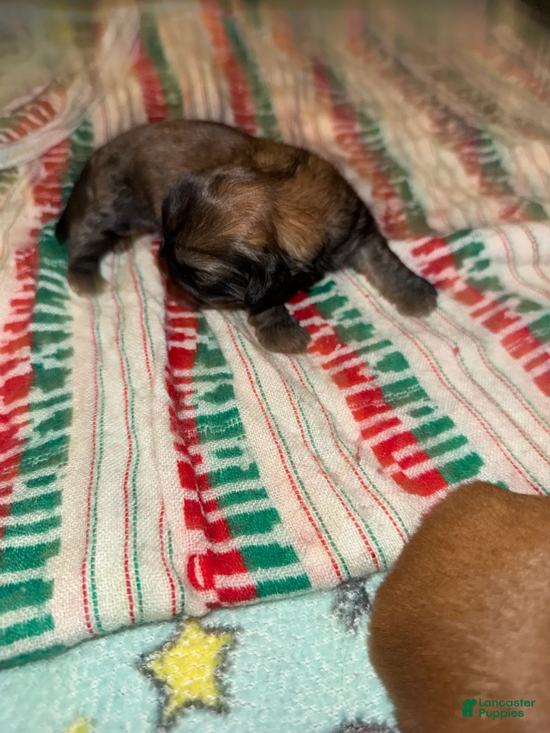 Shih Tzu dogs for sale: Tiana - Ad 9