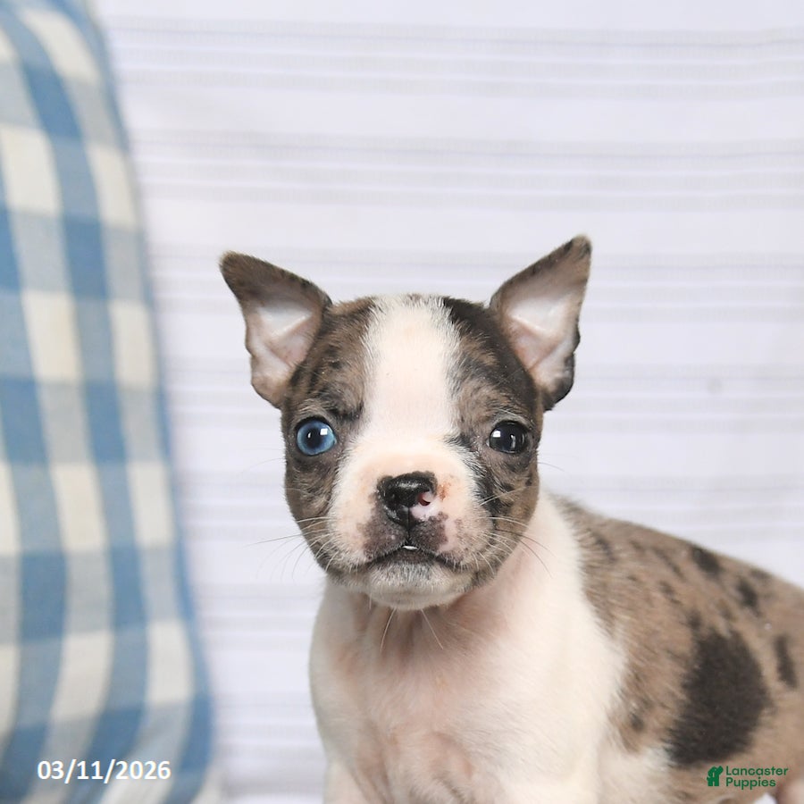 Boston Terrier dogs Rex - Ad 2