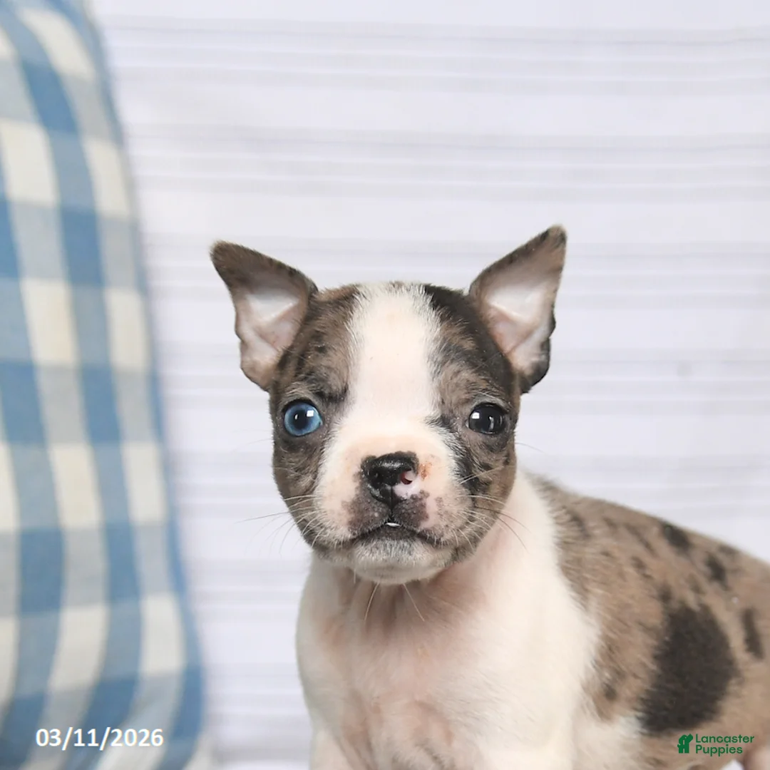 Boston Terrier dogs for sale: Rex - Ad 2