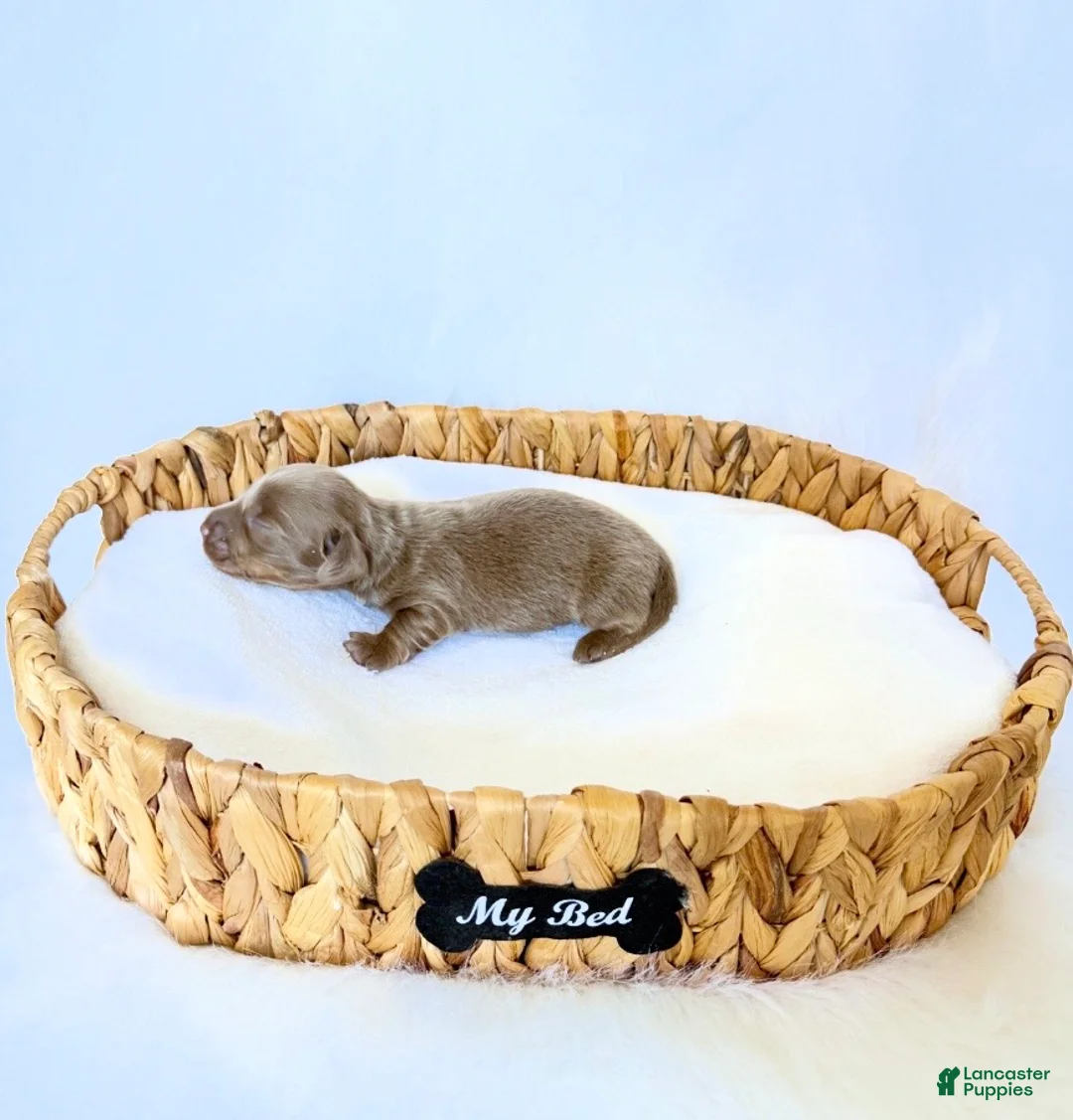 Miniature Dachshund dogs for sale: Scottie - Ad 5