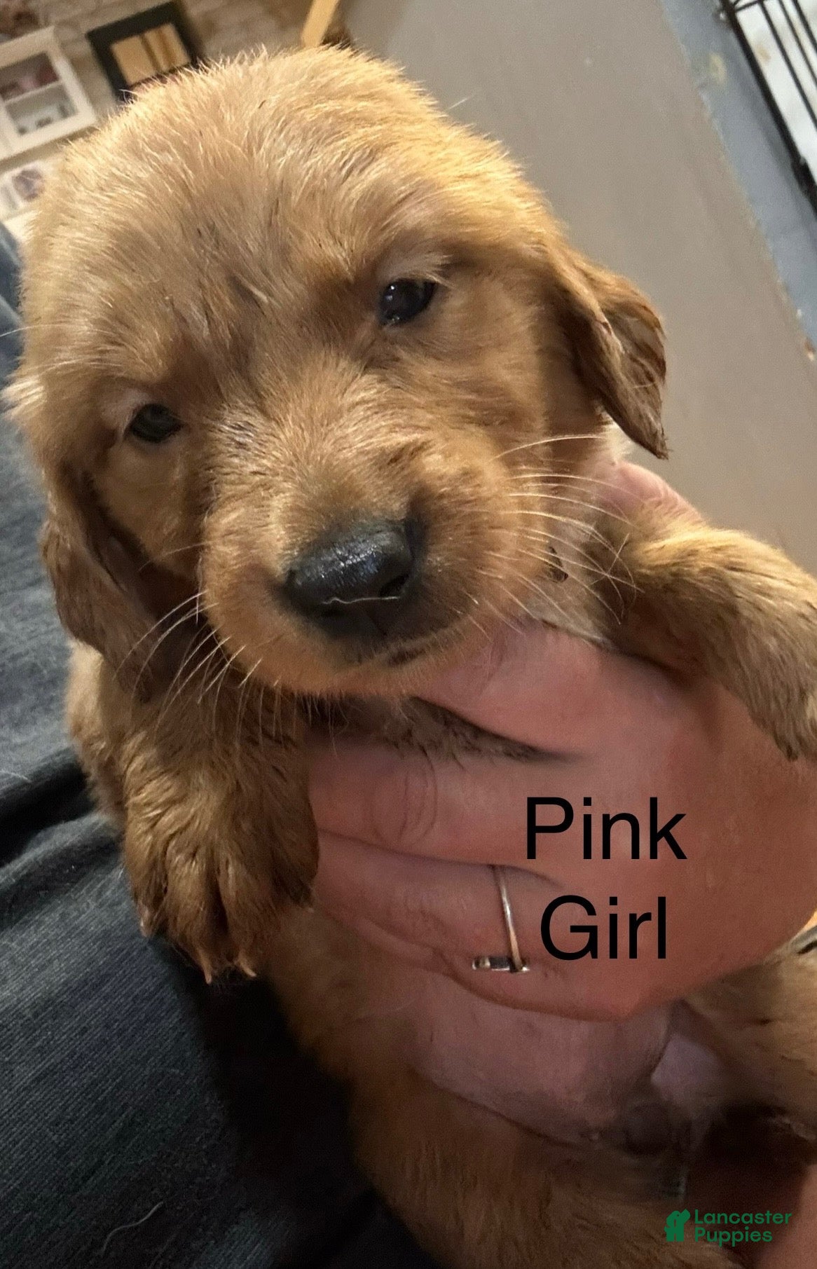 Golden Retriever dogs Pink Golden Retriever 5 - Ad 11