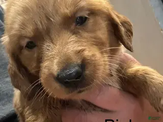 Golden Retriever dogs Pink Golden Retriever 5 - Ad 13
