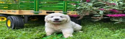 Golden Retriever dogs for sale: Golden Retriever 2 - Ad 6
