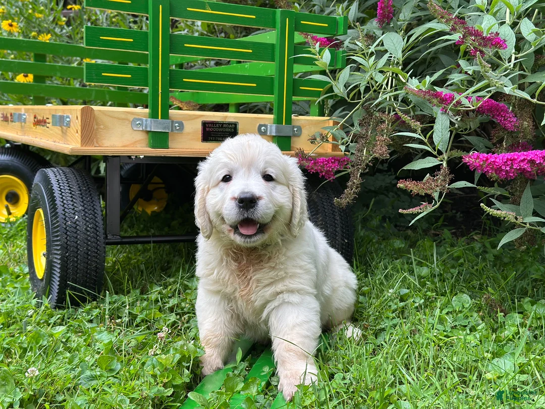 Golden Retriever dogs for sale: Golden Retriever 2 - Ad 6
