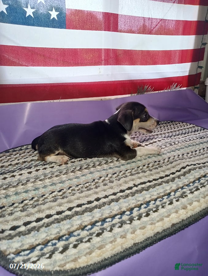 Chihuahua dogs Rambo - Ad 2