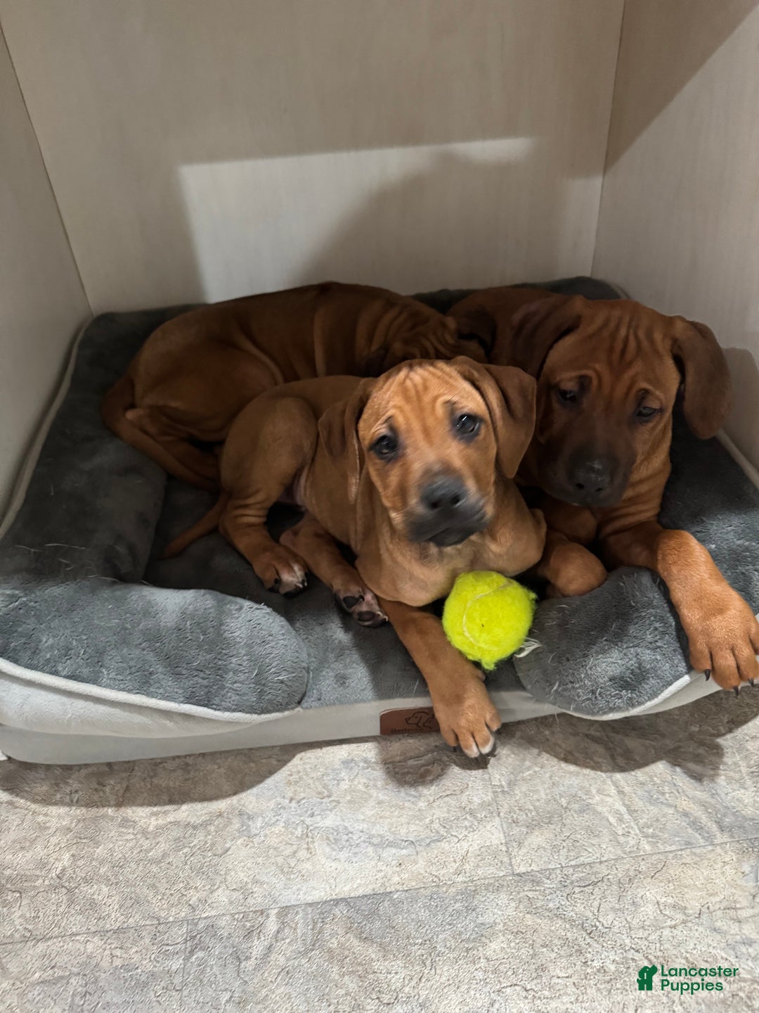 Rhodesian Ridgeback dogs for sale: SOLD Mae AKC RHODESIAN RIDGEBACK - Ad 6