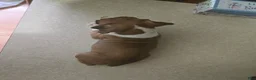 Boxer dogs for sale: Charlie - Ad 3