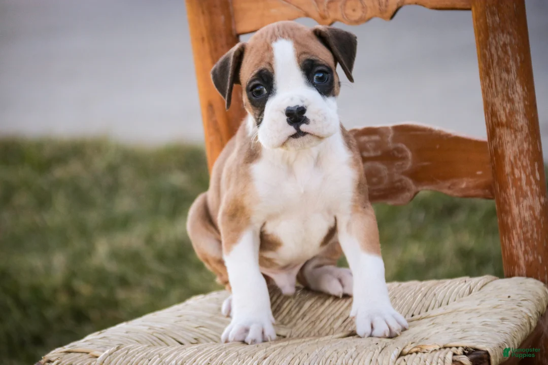Boxer dogs for sale: Sam - Ad 2