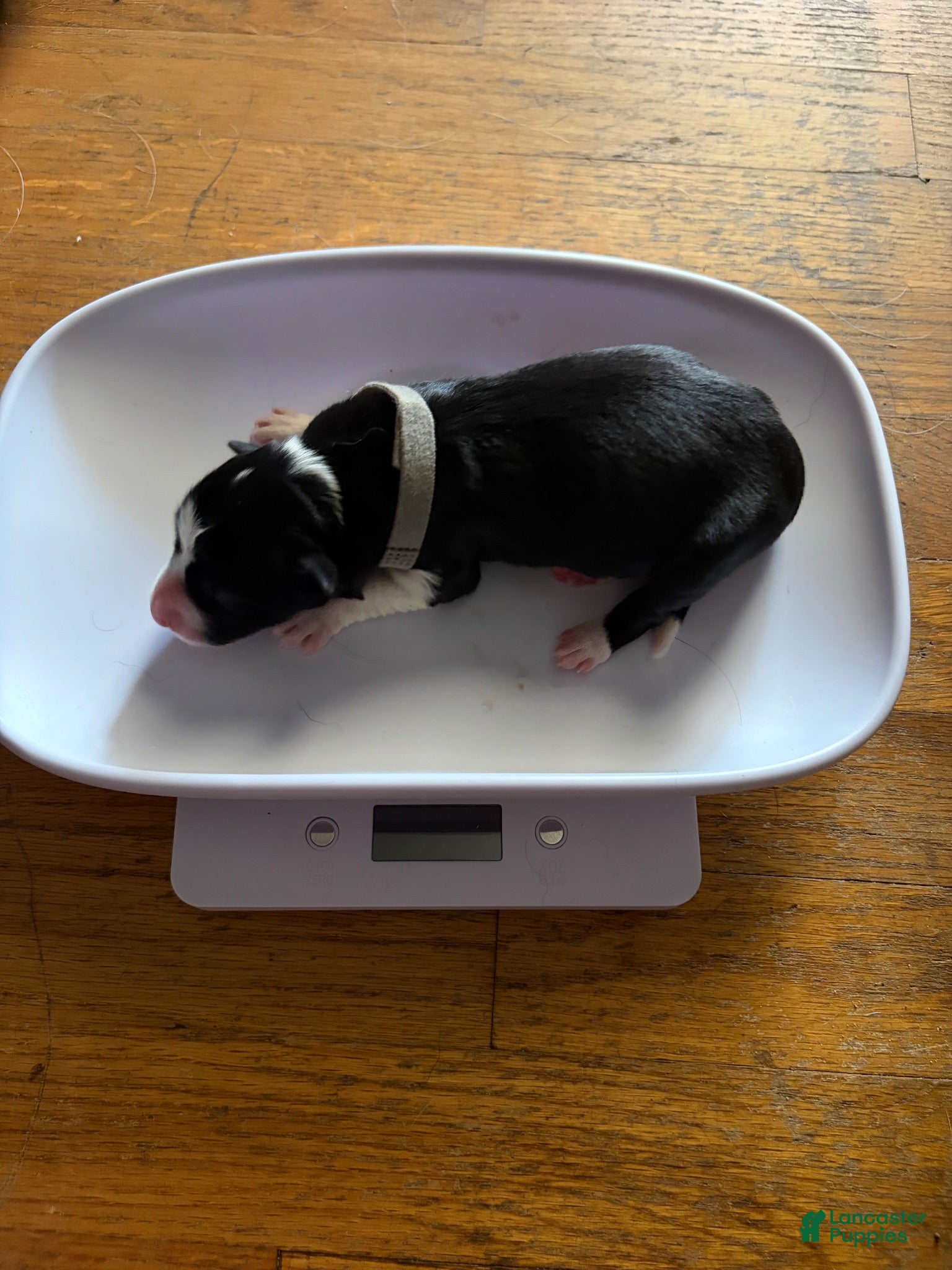 Border Collie dogs for sale: Gray - Ad 2