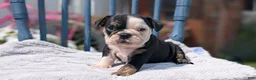 English Bulldog dogs for sale: Zoey - Ad 7
