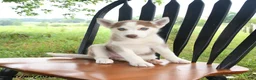 Siberian Husky dogs for sale: Sierra - Ad 3
