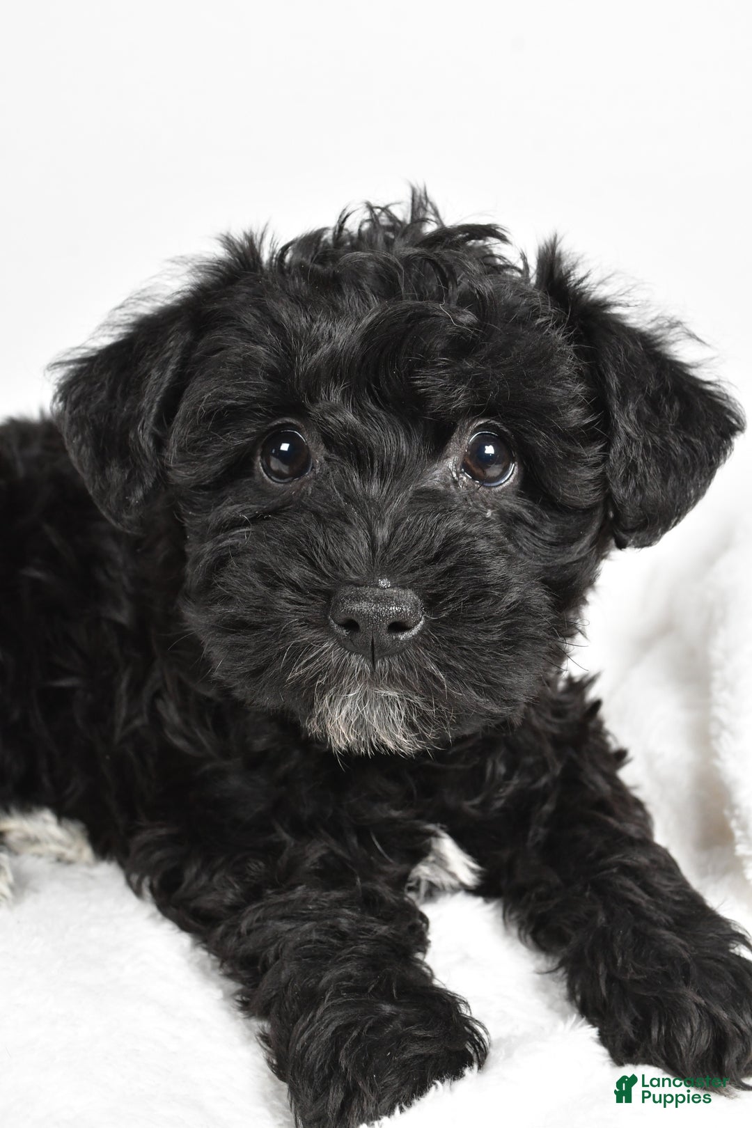 Mixed Breed dogs for sale: Chloe - Ad 4