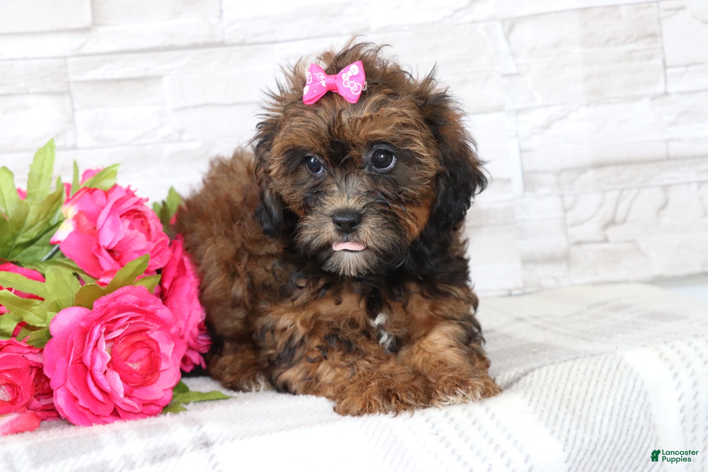 Shihpoo dogs Henrietta  - Ad 2