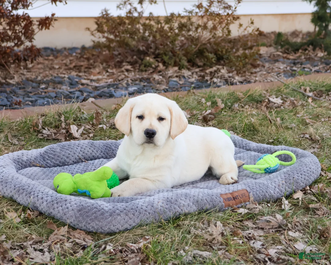 Labrador Retriever dogs for sale: Jeremiah  - Ad 1