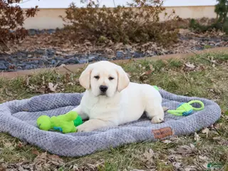 Labrador Retriever dogs Jeremiah - Ad 34