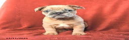 French Bulldog dogs for sale: Archie - Ad 3