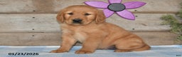 Golden Retriever dogs for sale: Dewey - Ad 2