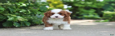 Oscar