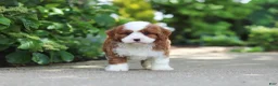 Cavapoo dogs for sale: Oscar - Ad 1