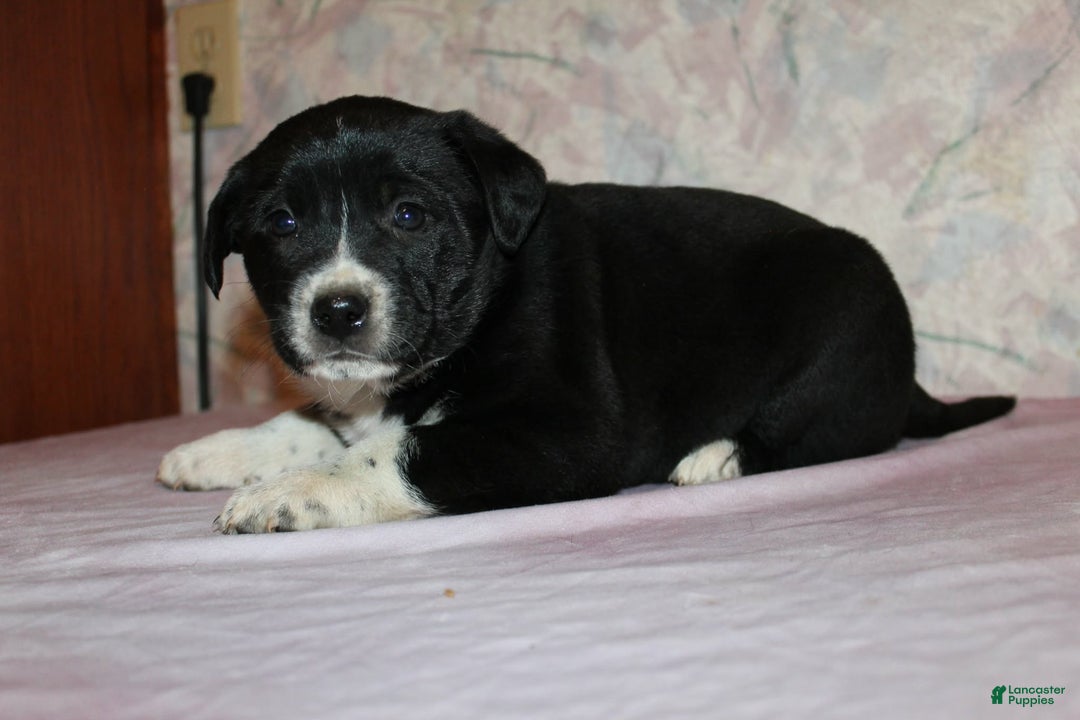 Goldador dogs for sale: Luna - Ad 5