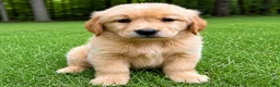 Golden Retriever dogs for sale: Golden Retriever puppy male - Ad 1