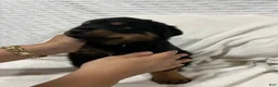 Rottweiler dogs for sale: bowser - Ad 6
