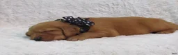 Golden Retriever dogs for sale: Lance - Ad 4