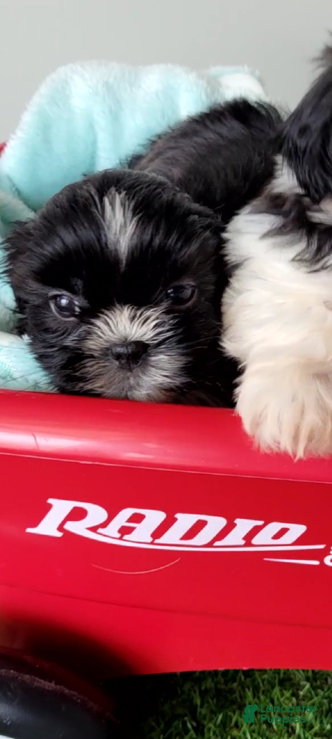 Shih Tzu dogs Shorty - Ad 1