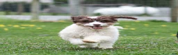 Cavapoo dogs for sale: Snickerdoodle Cavapoo Puppy  - Ad 5