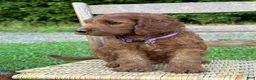Irish Doodle dogs for sale: Molly - Ad 13