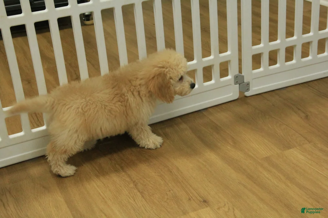 Bichpoo dogs for sale: Remi - Ad 2