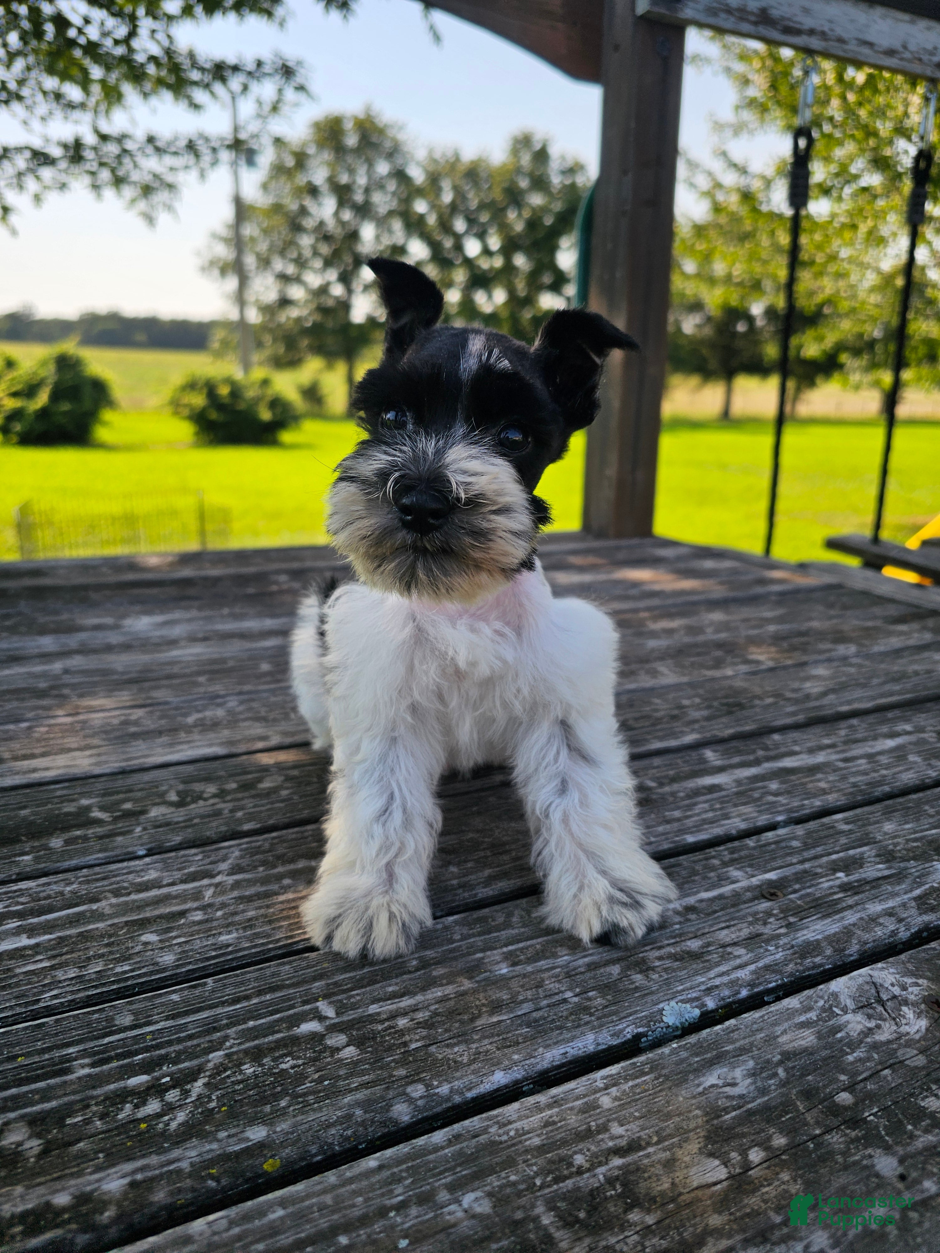Miniature Schnauzer dogs Miniature Schnauzer 1 - Ad 2