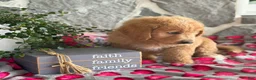Goldendoodle dogs for sale: Nana - Ad 2