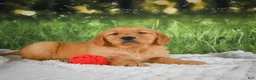 Golden Retriever dogs for sale: Stella - Ad 8