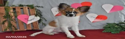 Papillon dogs for sale: Oliver - Ad 10