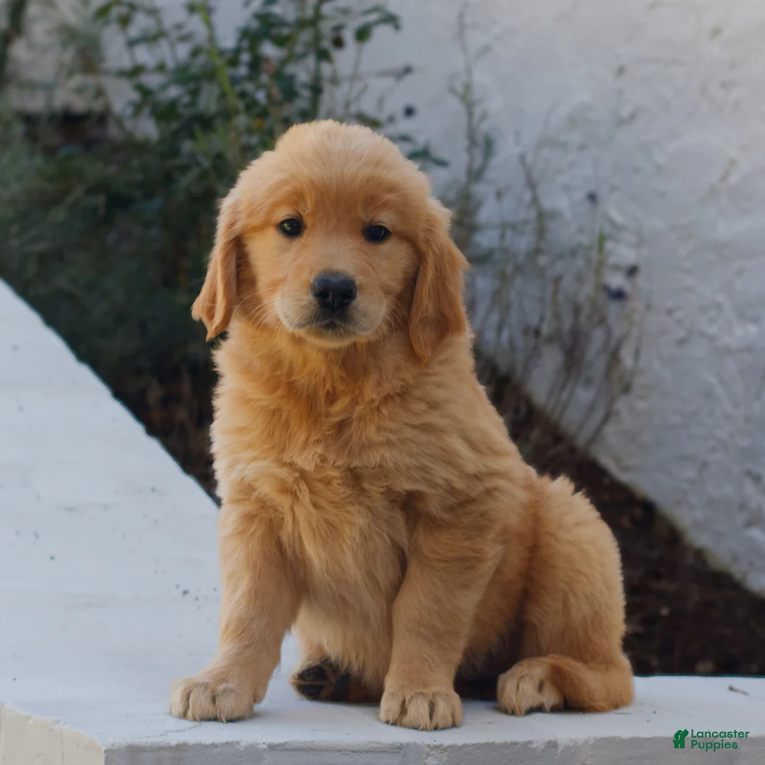 Golden Retriever dogs for sale: Bella  - Ad 2