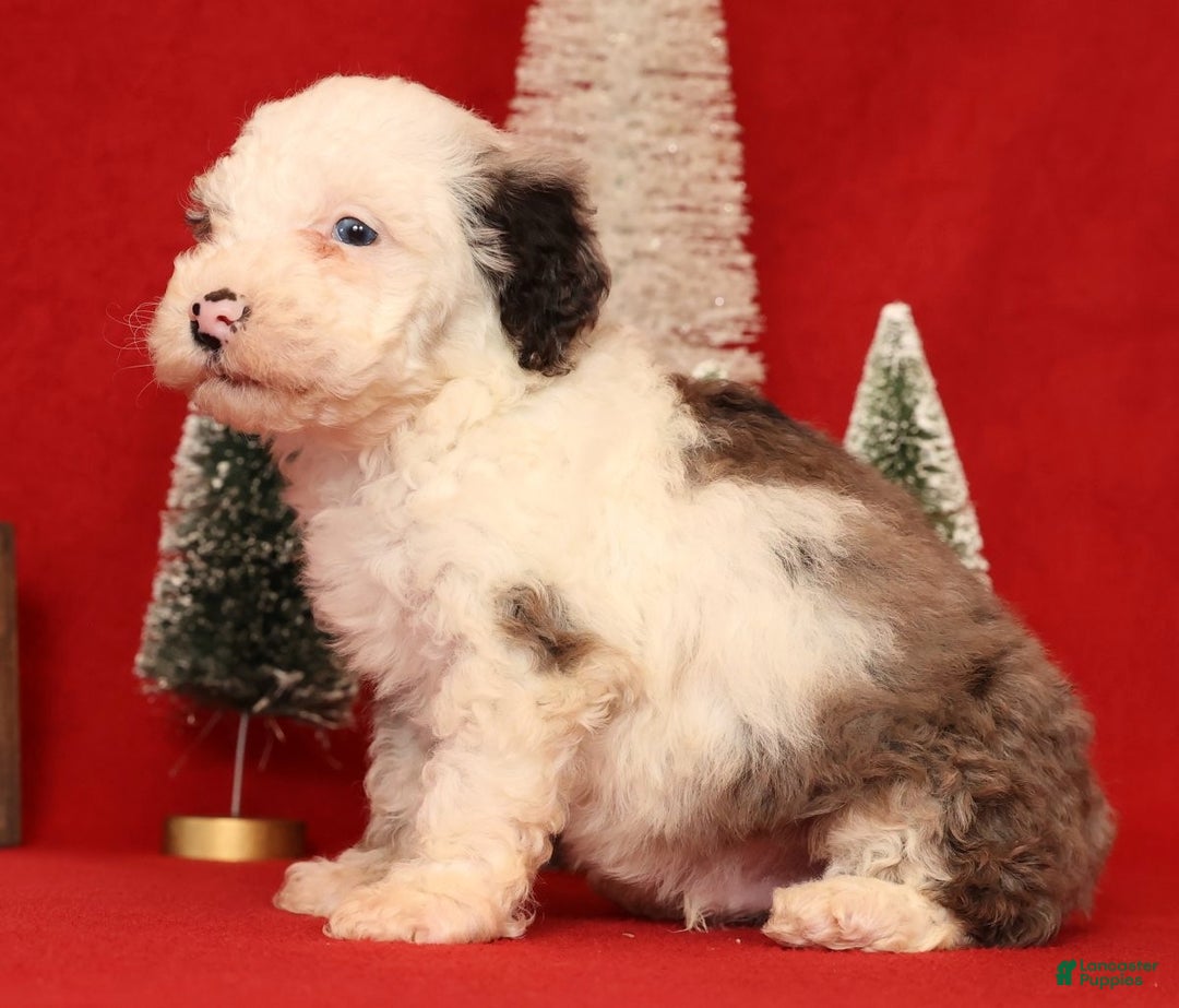 Miniature Poodle dogs for sale: Oswald - Ad 5