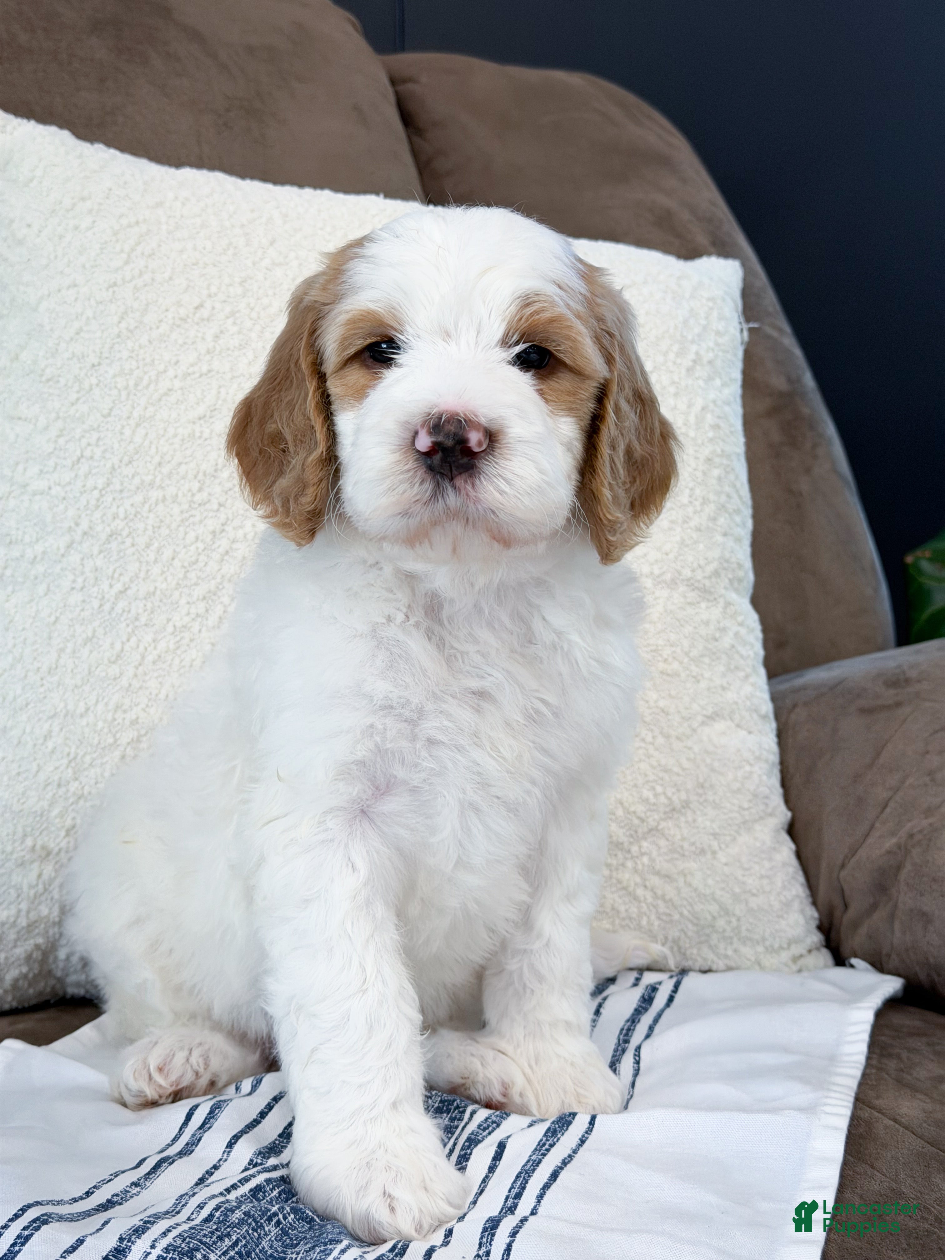 Goldendoodle dogs Knox - Ad 2