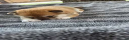 Shiba Inu dogs for sale: Freedom - Ad 10
