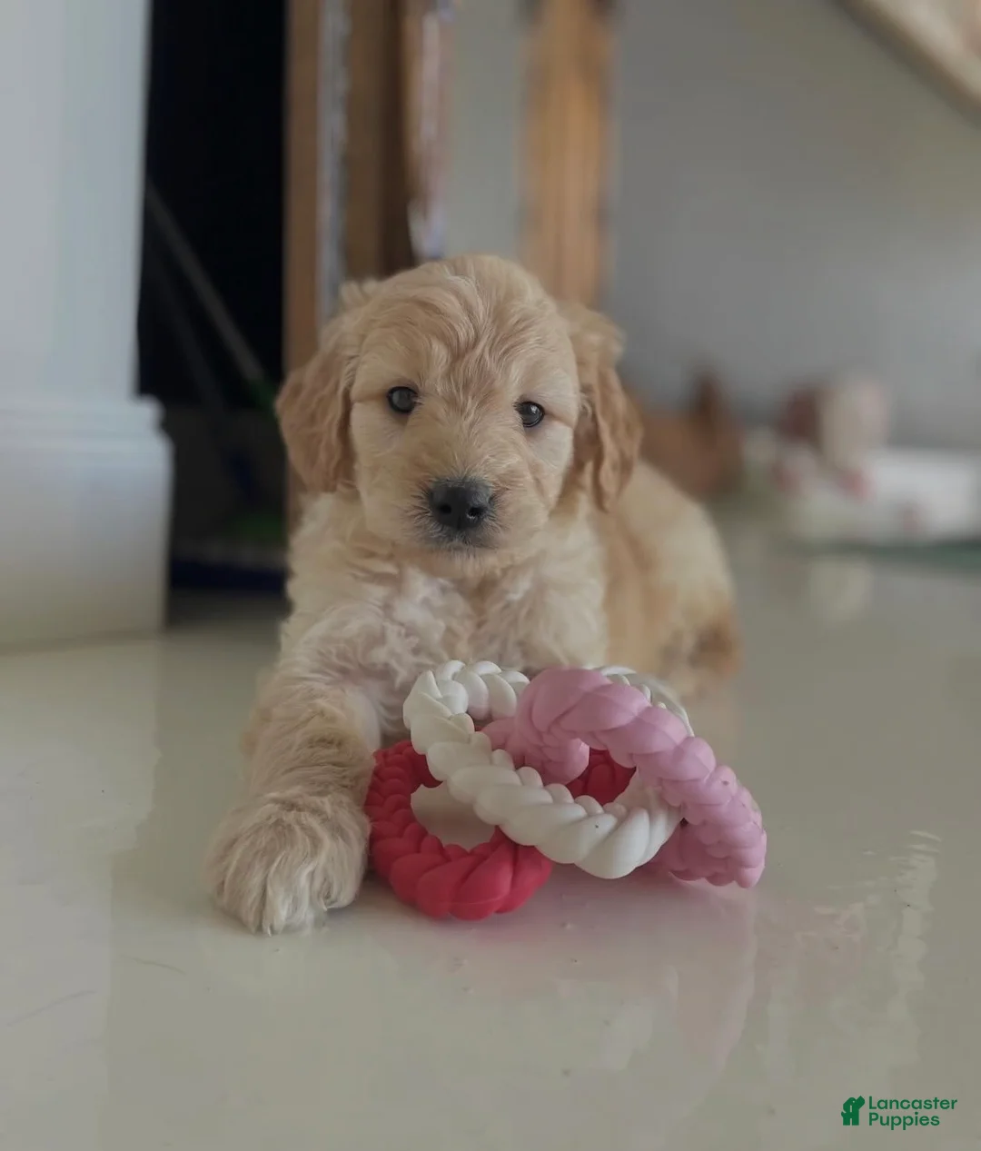 Mini Goldendoodle dogs for sale: Mini Goldendoodle Puppy 2 - Ad 1