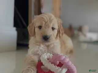 Mini Goldendoodle dogs Mini Goldendoodle Puppy 2 - Ad 1