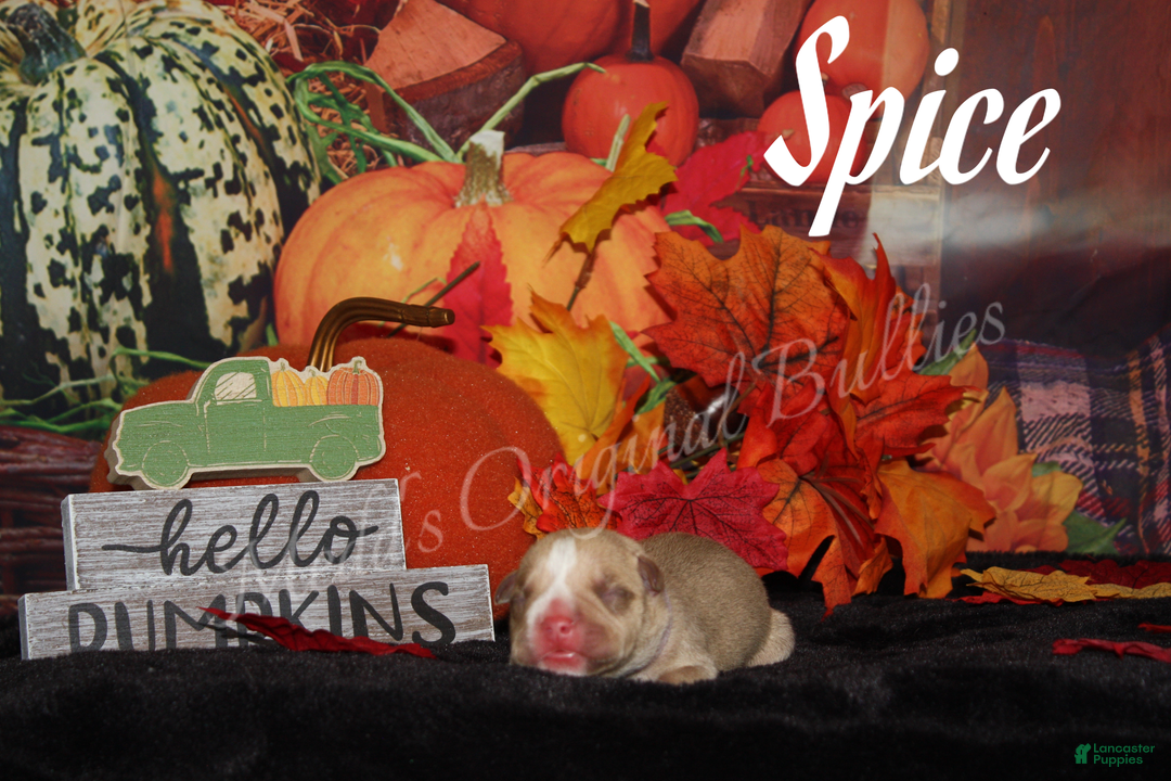 American Bully dogs for sale: Spice - Ad 4