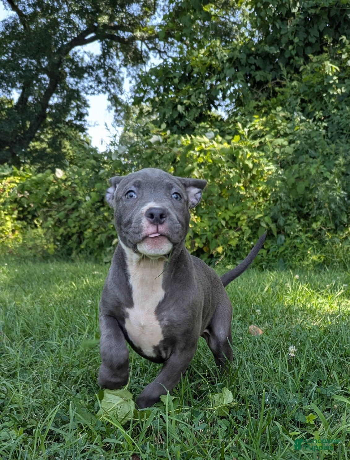 American Bully dogs Venus - Ad 2
