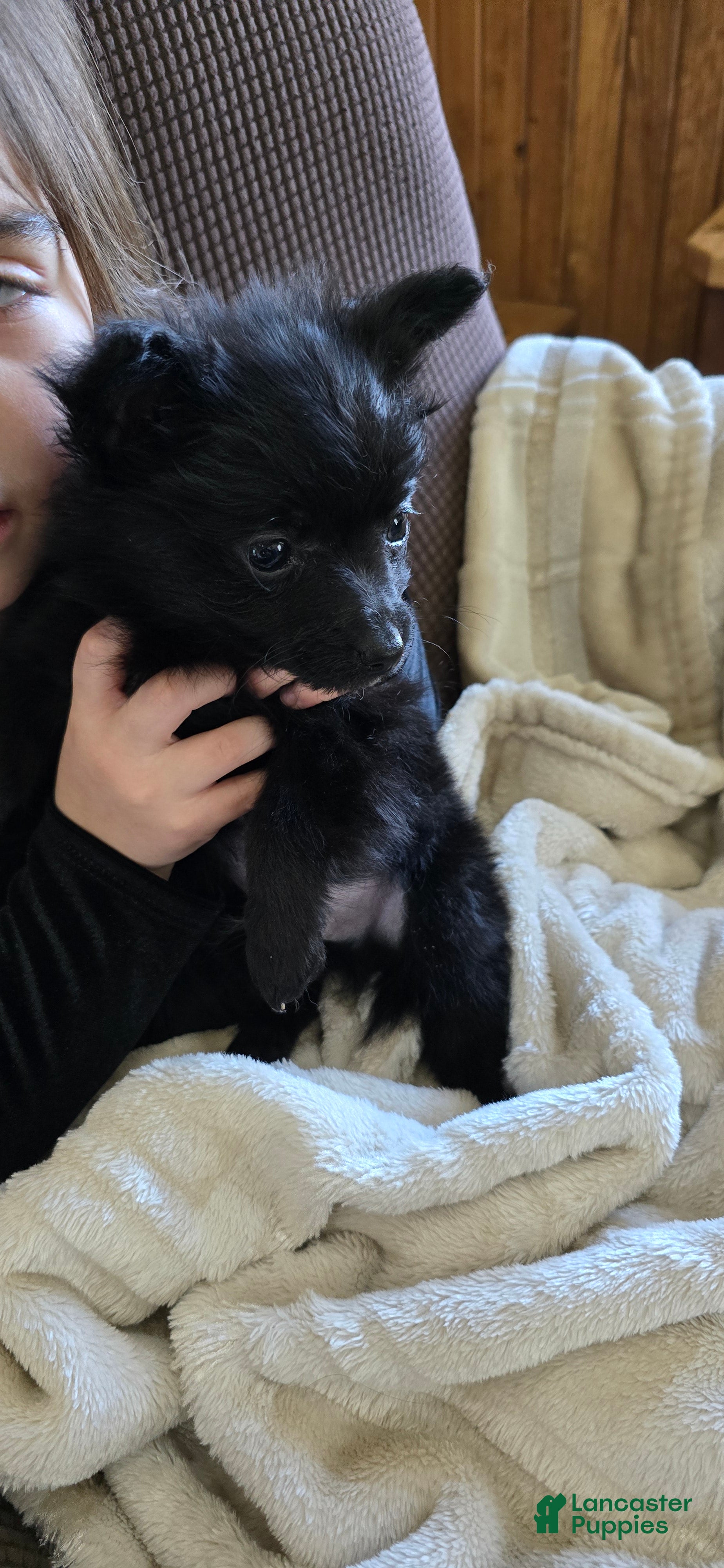 Pomapoo dogs Pomapoo Puppy 4 - Ad 20