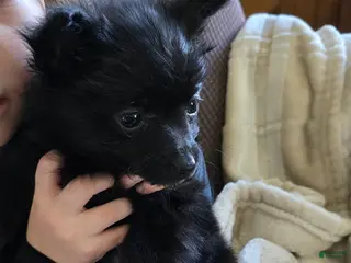 Pomapoo dogs Pomapoo Puppy 4 - Ad 20