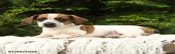 Mixed Breed dogs for sale: Franklin - Ad 4