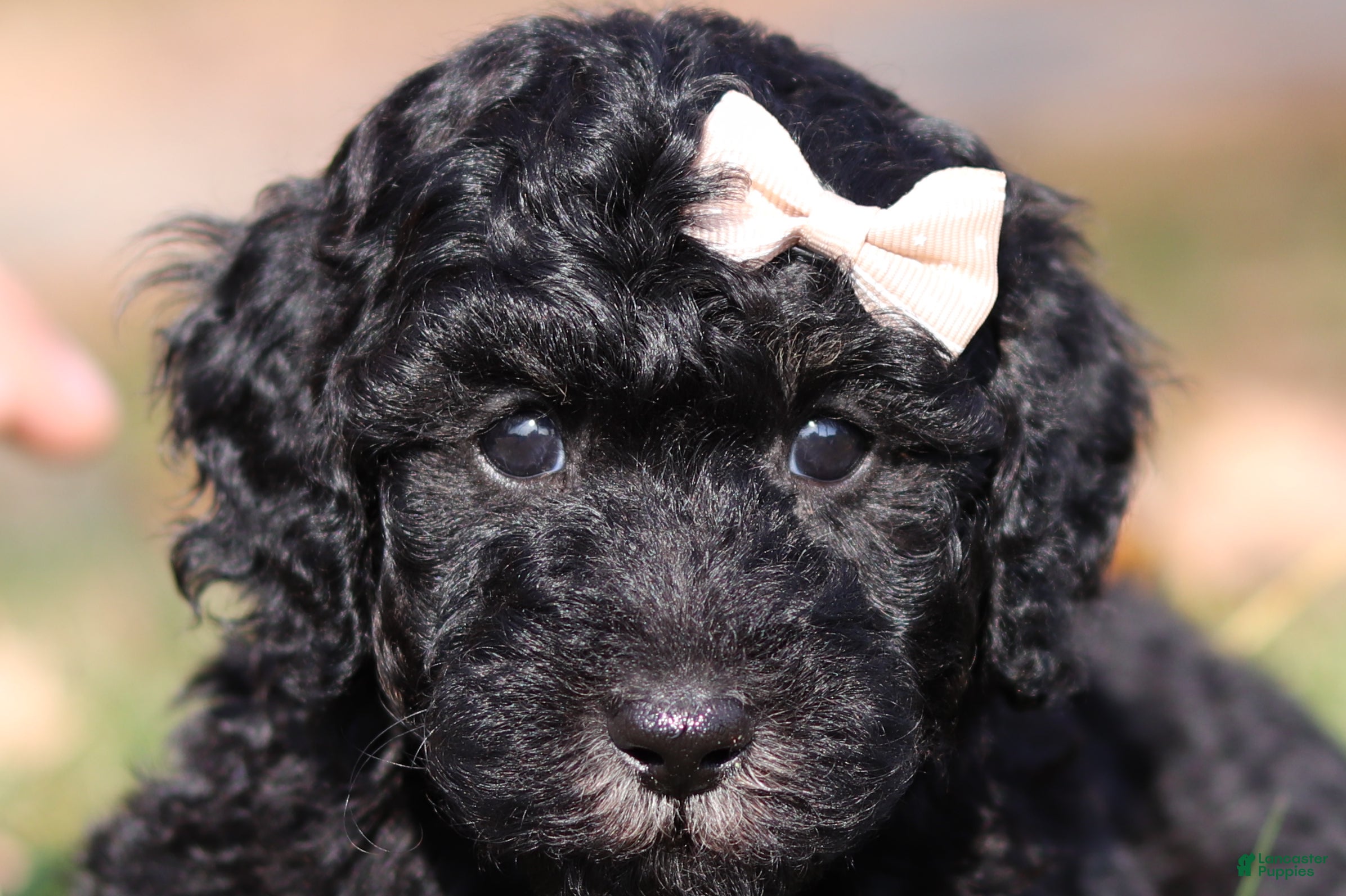 Miniature Poodle dogs for sale: Janice - Ad 1
